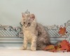 Silver/ male/ sold to Craig and Ria