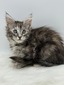 Phoebe silver female/ available