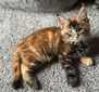 Red Blue Eyes (Exclusive) female/ available