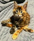 Red Blue Eyes (Exclusive) female/ available