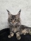 Fox female/ available