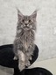 Ford male/ available