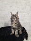 Ferdi male/ reserved for Diana