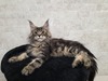 Ferdi male/ available
