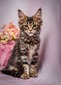 Thyra/Brown tabby female/sold to Kaylee Riojas