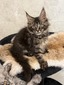 Fred male/ available