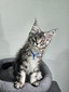 Blue Heart male / reserved for Chuck