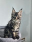 Yellow Sun male /reserved for Emy