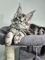 Blue Light male / reserved for Sandi / sold