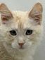 Xanthene (Exclusive) cream blue eyes female/ SOLD