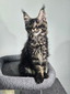 Pie male / available