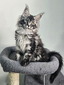 Purple Heart female/ available