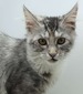 Selene female / available