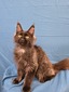 Oscar black smoke male/ Sold to Dave