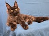 Oscar black smoke male/ available