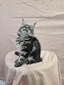 Fluffy female ( blind in one eye)/ reserved for Evan / sold