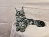 Fluffy female ( blind in one eye)/ SOLD