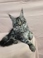 Fluffy female ( blind in one eye)/ available