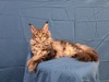 Monica Lili female/ reserved for Drake