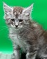 Ash male/ available