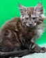 Coal black smoke male/ available