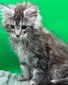 Ember male/ available