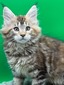 Flame female/ available