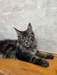 Fred male/ reserved