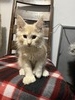 Butterscotch /cream boy/ polydactyl/ sold to Diane