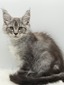 Ash male/ available