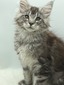 Ember male/ available