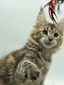Flame female/ available