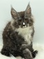 Orchard male/ available