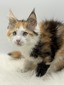 Hyacinth female blue eyes/ reserved for Christina