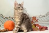 kitten silver boy/ sold to Hillary