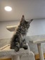 Angelina female/ reserved for Andrew sold