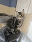 Angel brown female/ available