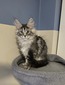 Angelique female/ available