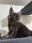 Abraham black smoke male/ reserved for Jon