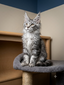 Angelo male/ available