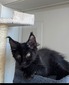 Niko pure black male/ reserved for Gidialya