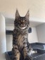 Ignatius male / availble