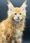 Red polydactyl male/ reserved for Melinda