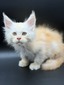 White Cream male / available
