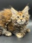 Blue polydactyl female/ reserved for Jennifer
