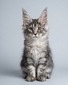 Angelique female/ available
