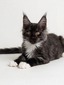 Benji black smoke male/available