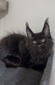 Nerra female/ available