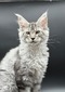 Ash silver male/reserved for Madeline/ SOLD