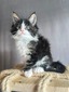 Adams male polydactyl/ available